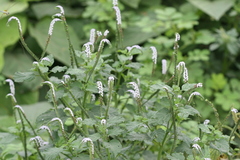 Heliotropium indicum